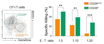 CD226 발현에 따른 T 세포의 암 세포 살상 효능 평가. CD226에 대한 shRNA를 발현하는 OT-1 T 세포에 의한 EL4 세포 살상 분석