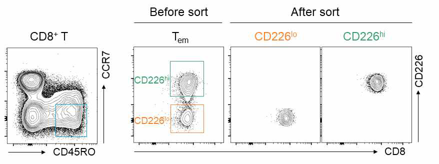 사람 PBMC 내의 CD226hi CD8 T 세포와 CD226lo CD8 T 세포의 분리