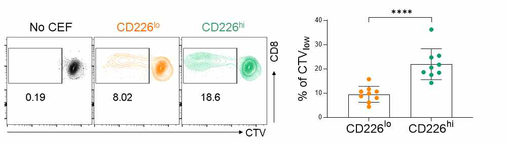 CD226hi와 CD226lo 메모리 T 세포의 항원 특이적 증식 분석