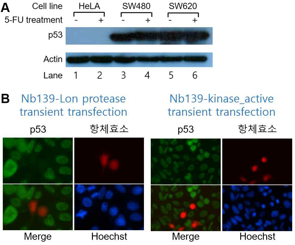 A. Gain-of-function p53 변이단백질을 갖는 SW480 및 SW620 세포주는 p53 단백질 level이 매우 높음. B. Lon protease 또는 active-form의 kinase domain 기반 항체효소에 의한 SW480에 존재하는 p53 변이단백질의 분해. Bi-TRE promoter에서 TagRFP/항체효소를 발현하는 세포(red)에서 p53 변이단백질 (green)이 제거됨