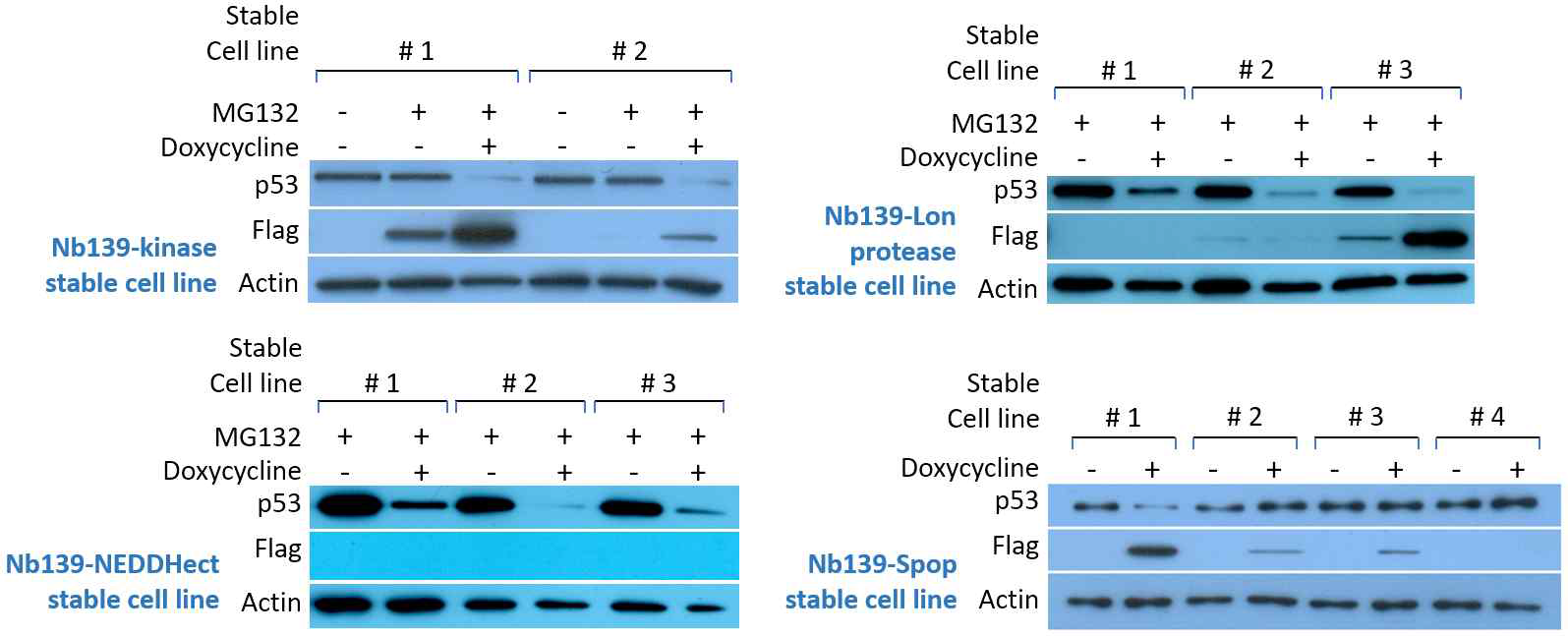 SW480을 기반으로 제작된 stable cellline에서 Nb139-항체효소를 발현하면 p53 변이단백질이 줄어듦. SPOP과 달리 NEDD_HECT, Lon protease, kinase_domain을 활용한 항체효소는 NG132를 처리하면 항체효소의 stability가 증가하며, p53 단백질의 분해를 유도함. NEDDHect 경우, doxycycline 처리에 따른 항체효소(FLAG) 발현을 IB로 측정할 수 없음