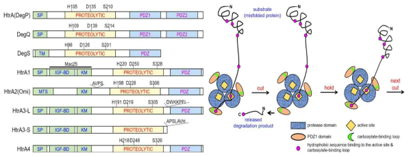 HtrA family protease domain 구조 및 타깃 단백질 인지 및 분해 기전