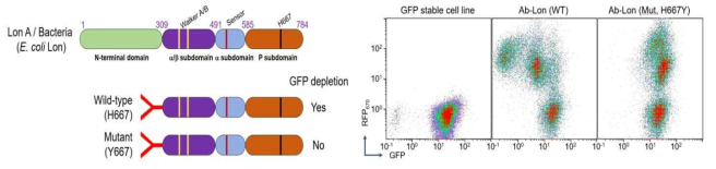 Wild-type, not mutant, Lon protease 기반 항체효소 발현이 세포에서 GFP signal을 제거함 (vhhGFP4-Lon240to784_WT 및 vhhGFP4-Lon240to784_H667YFACS 분석)