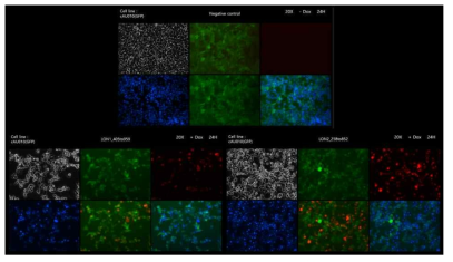 vhhGFP4-Lon1 및 vhhGFP4-Lon2 단백질을 HEK293-GFP stable cell line에 발현시켰을 때 세포주가 죽음