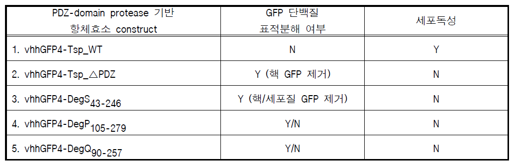 PDZ-domain protease 기반 항체효소 candidate constructs