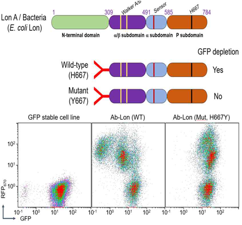 Wild-type, not mutant, Lon protease 기반 항체효소 발현이 세포에서 GFP signal을 제거함 (vhhGFP4-LonWT 및 vhhGFP4-LonH667Y FACS 분석