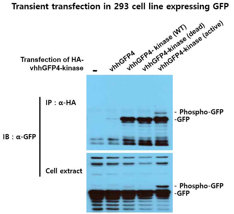 hplk1 kinase의 S137D/T210D (constitutively active mutant) form이 vhhGFP4 nanobody가 인지하는 GFP 단백질을 phosphorylation 시킴