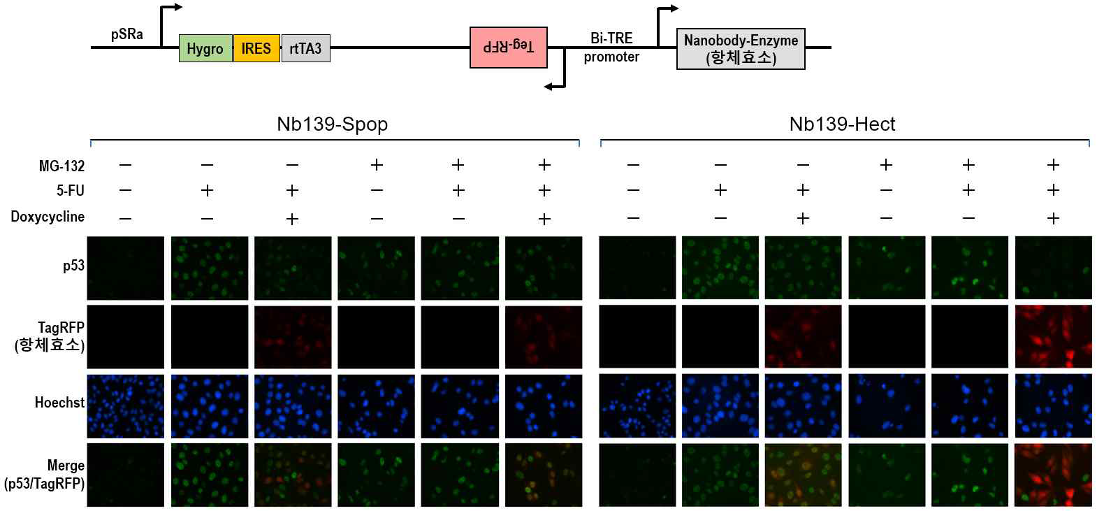 Nb139-SPOP 항체효소를 활용한 인간 p53 단백질의 효과적인 분해. 5-FU 처리를 통해서 p53 단백질 발현을 증가시킴. MG132 처리를 통해서 proteasome 분해 기능을 억제함. Doxycycline 처리를 통해서 TagRFP와 항체효소를 B-TRE promoter에서 발현시킴. Nb-139-Spop과 달리 Nb139-Hect 단백질은 MG-132 처리 시 stable 해짐