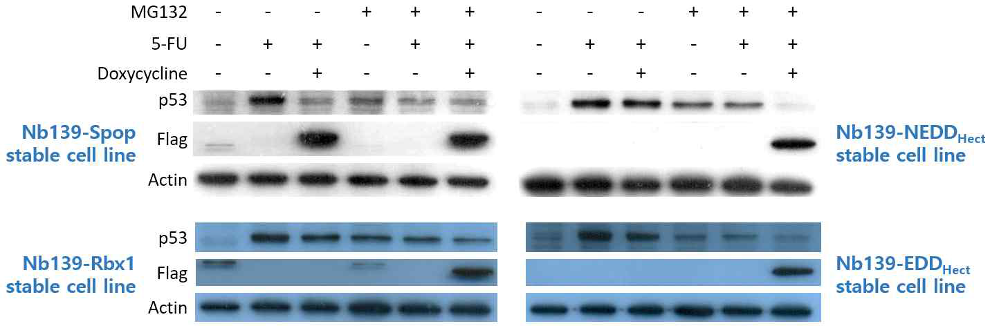 4가지 서로 다른 ubiquitin E3 ligase를 활용한 항체효소 제작 및 이를 활용한 인간 p53 단백질의 표적분해