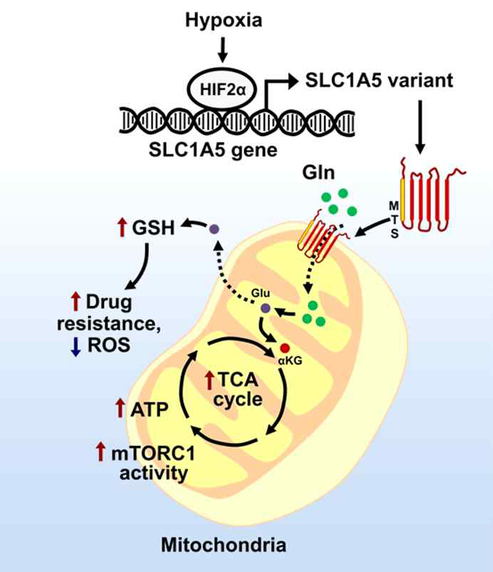 새롭게 규명된 인간 미토콘드리아 글루타민 수송체 SLC1A5 variant