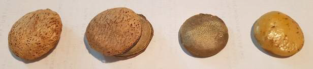 (좌로부터) oysternut 씨앗, 그라인더로 외피를 제거한 모습, 녹색 내피에 싸인 과육, water soaking + 진동 드럼 기술로 내피를 제거한 과육