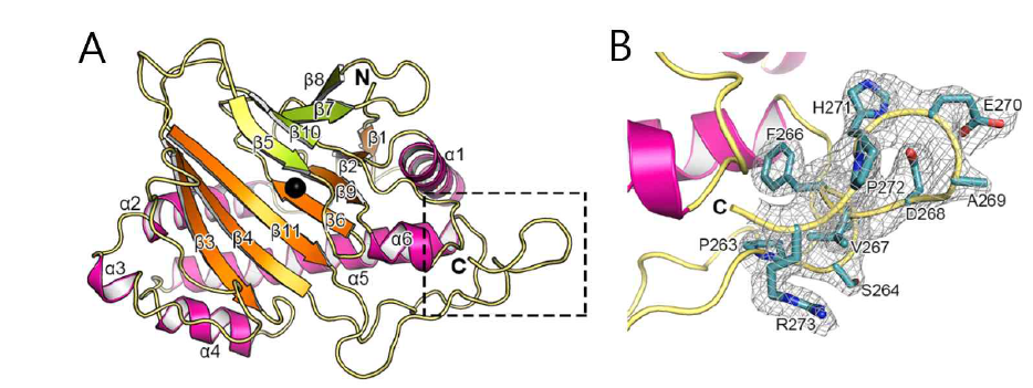 Structure of AtDAO1* (A) Overall structure of AtDAO1* is shown, with indicatrions of the secondary structures. The possible metal-binding site for Fe(II) is indicated by a black sphere. The DAO motif, which is conserved among DAO family, is enclosed in a dashed box. (B) The DAO motif is shown with electron density map