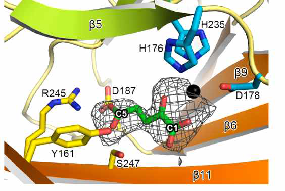 Binding mode of 2-oxoglutarate in the active site of AtDAO1*
