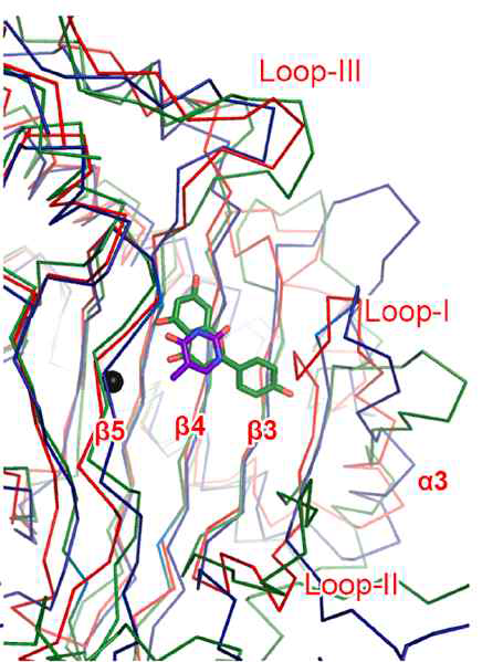 Possible binding site of IAA in AtDAO1