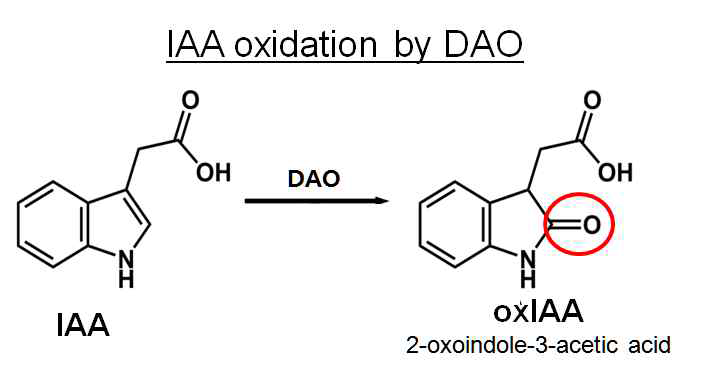 DAO-dependent IAA oxidation. DAO 효소는 IAA를 산화(oxidation)시켜 기능적으로 불활성형태의 oxIAA를 생성한다. oxIAA는 다양한 경로로 분해될 것으로 예상된다. 산화되는 부위에 빨강색 원으로 표기하였음