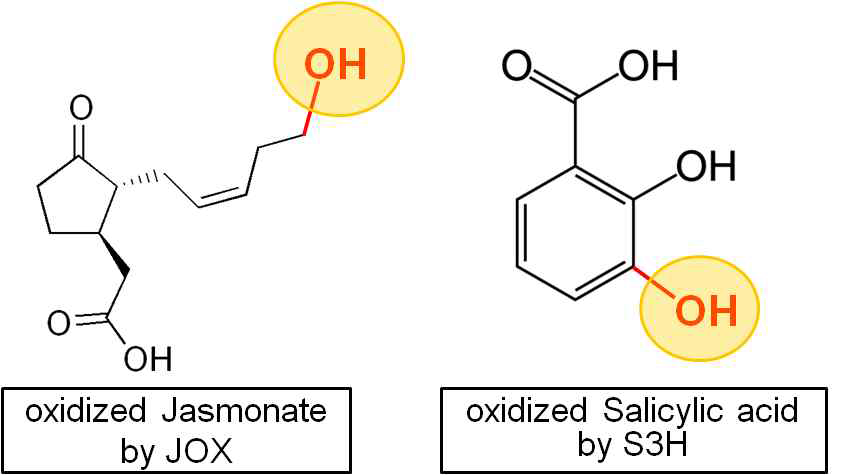 Chemical structures of the oxidized jasmonate and salicylic acid by JOX and S3H, respectively. 유전자 JOXs 및 S3H도 2ODO 계열 효소로 제시되었다. 산화되는 부위에 빨강색 원으로 표기하였음