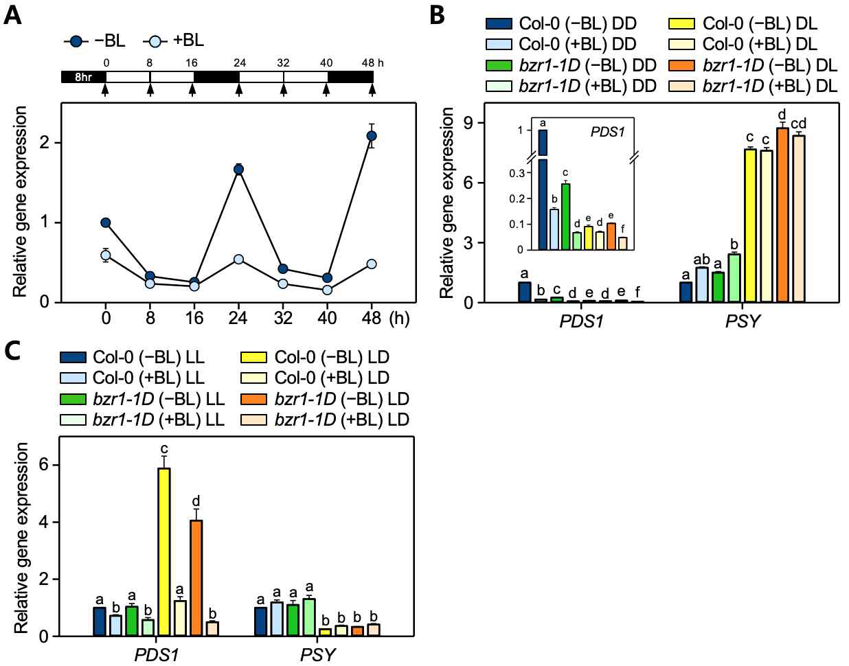 PDS1의 일주기진동과 명조건/암조건, 암조건/명조건에서 PDS1의 발현 변화 (A) 기본 배양 조건(16시간 명조건/8시간 암조건)에서 8시간 간격의 PDS1 발현 변화 (B) 야생형과 BR 기능획득 돌연변이 bzr1-1D에서 20시간 암조건, 8시간 암조건/12시간 명조건시 PDS1, PSY의 발현 변화 (C) 야생형과 bzr1-1D에서 28시간 명조건, 16시간 명조건/12시간 암조건시 PDS1, PSY의 발현 변화