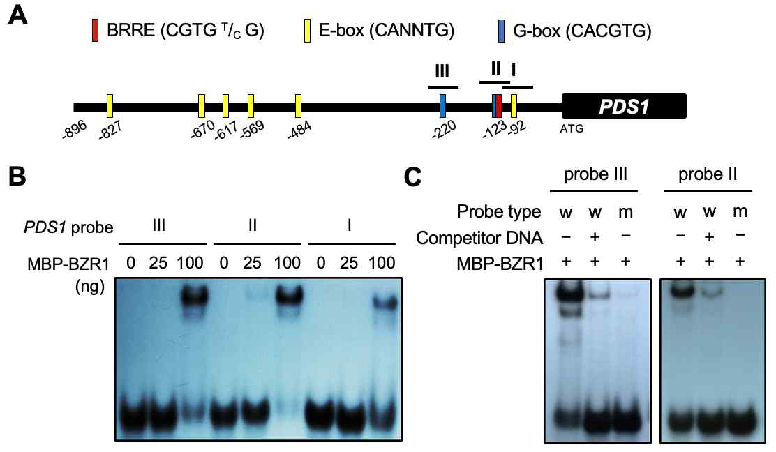 BZR1의 PDS1 프로모터 결합 분석 (A) PDS1 프로모터상 잠재적인 BZR1 결합 cis-element의 분포. (B-C) EMSA를 통한 각 DNA probe에 대한 BZR1의 결합여부 확인