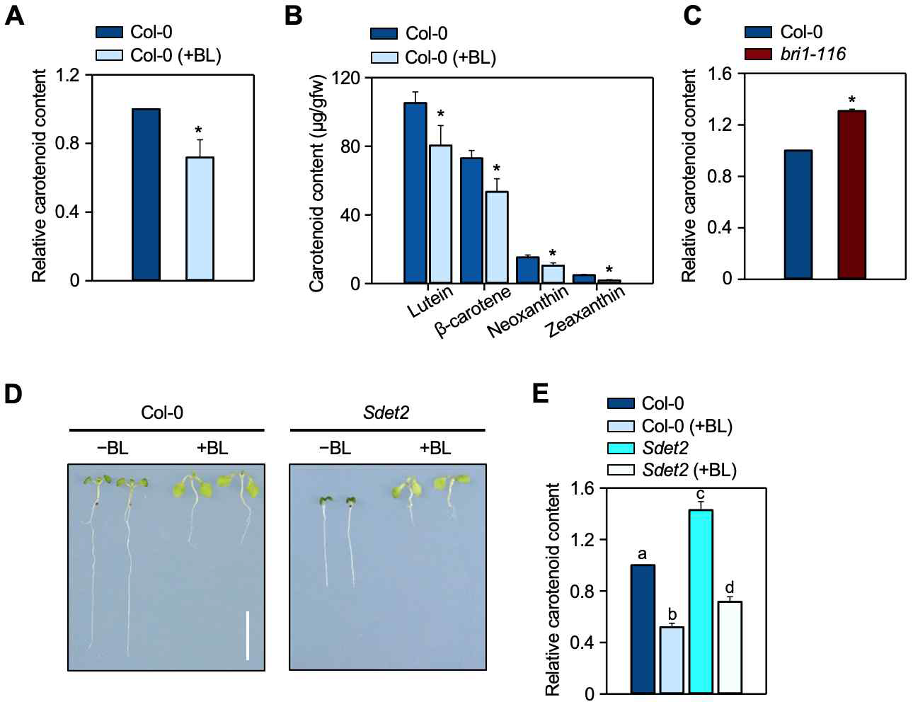 BR이 애기장대의 카로티노이드 함량에 미치는 영향 (A-B) 야생형에서 BL 처리시 전체 및 개별 카로티노이드 함량 비교 (C) 야생형과 BR 결손 돌연변이 bri1-116에서 카로티노이드 함량 비교 (D-E) 야생형과 BR 결손 돌연변이 Sdet2에서 표현형, 카로티노이드의 함량 비교 및 BR의 효과
