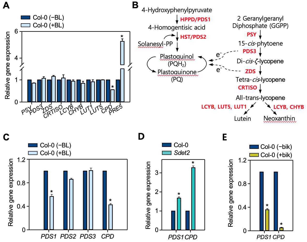 BR 처리한 Col-0에서 카로티노이드 생합성 관련 유전자 발현 양상 분석 (A) 주요 카로티노이드 생합성 유전자들에 대한 발현 변화 분석 (B-C) 식물의 카로티노이드 생합성 경로와 BR에 의한 PDS1 발현 조절 (D) 야생형과 Sdet2에서 PDS1 발현 비교 (E) bikinin처리시 PDS1의 발현 조절