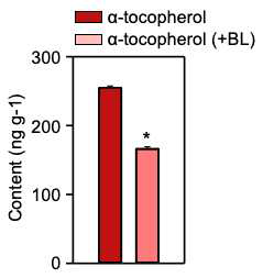 BL 처리한 Col-0에서 토코페롤 함량 분석