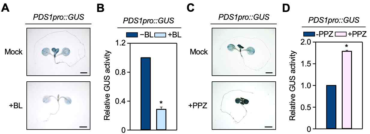 GUS reporter line을 활용한 BR의 PDS1 발현 조절 분석 (A-B) PDS1 프로모터-GUS 리포터 형질전환 식물체에서 BR에 의한 PDS1 발현 감소 (C-D) PDS1 프로모터-GUS 리포터 형질전환 식물체에서 BR 생합성 억제제 (PPZ)처리에 따른 PDS1의 발현 증가