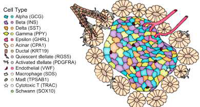 Islet 미세환경을 이루는 세포 구성 (Baron, et al. Cell System 2016 발췌)