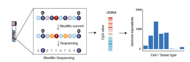 Bisulfite sequencing 과정과 메틸화 분석 알고리즘 아이디어 모식도