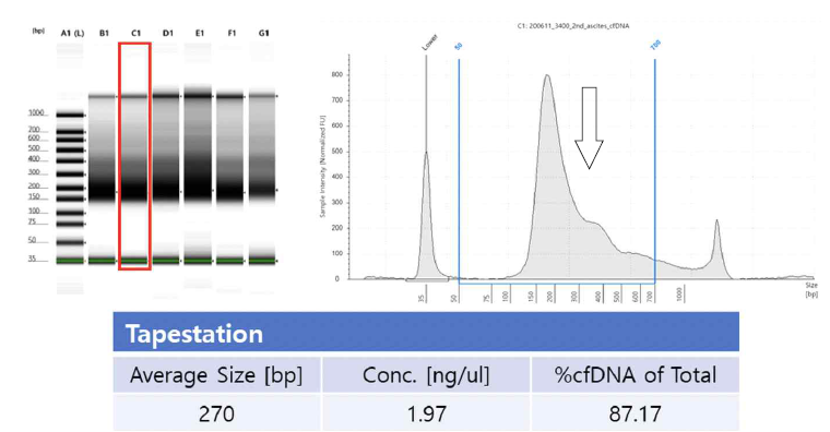 본 연구를 통해 정립한 cfDNA 추출 프로토콜을 통하여 순도 높은 cfDNA를 얻음
