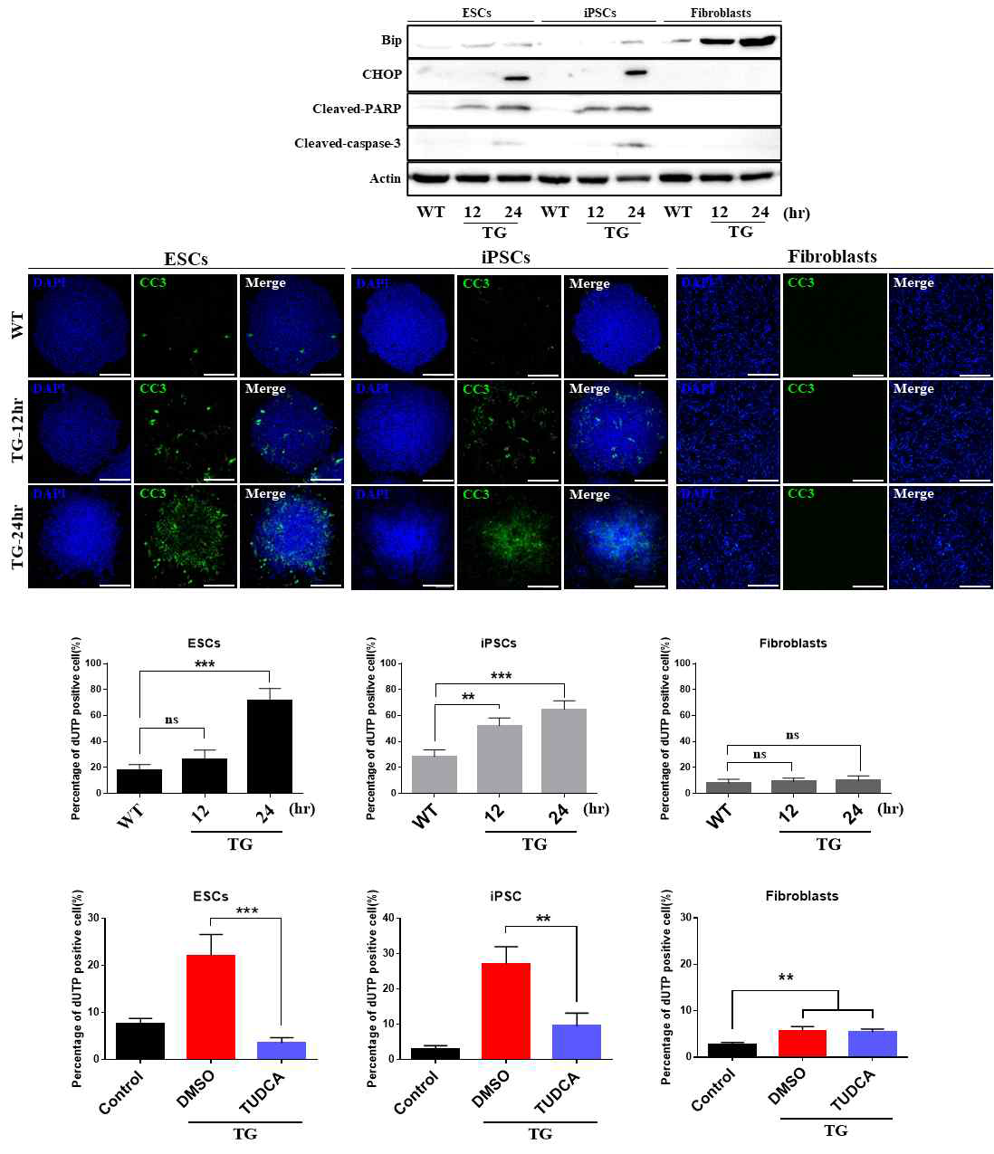 전분화능 줄기세포(hESC-H9, hiPSC-CMC3)와 체세포(MRC5)에서 TG에 의한 세포 사멸 및 TUDCA 효과