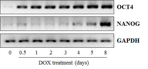 DOX에 의해서 전분화능 특이 유전자 발현 양상 확인. RT-PCR 분석