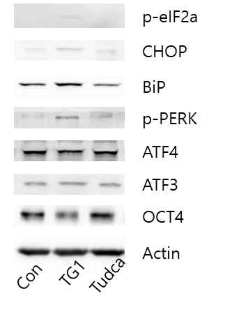 TG/TUDCA 처리에 대한 UPR 단백질 발현 확인