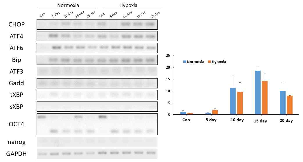 Hypoxia에서 역분화 과정에서 증가되는 UPR 유전자 및 역분화 효율
