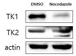 BJ1 fibroblasts에서 G2/M phase arrest 시 TK1, TK2의 protein stability 분석