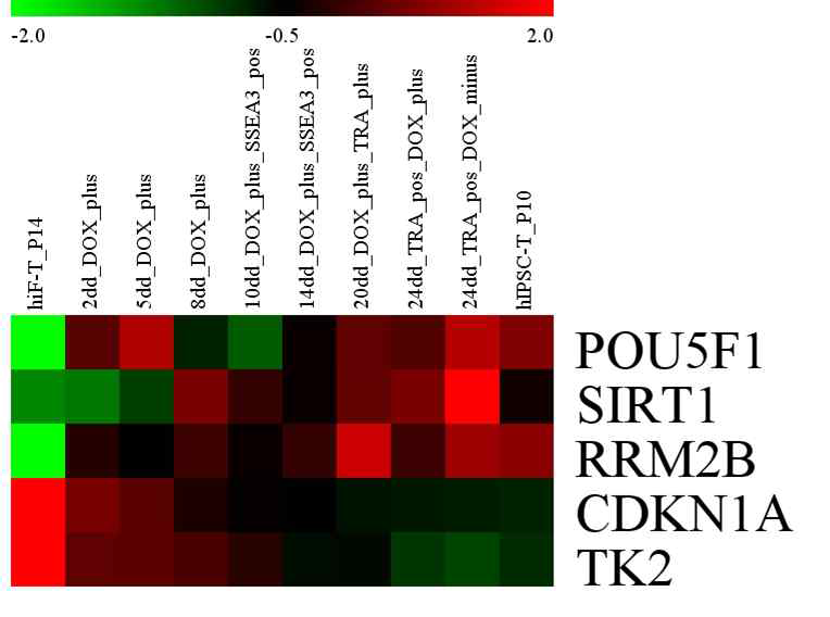 RNA-seq database (GSE62777)로부터 Oct4, SIRT1, CDKN1A (p21), RRM2B, TK2 유전자 발현 패턴의 Heat-map 분석