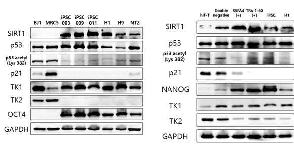 미분화 분화세포 및 역분화 과정에서 SIRT1-p53 pathway와 TK2 발현의 상관관계