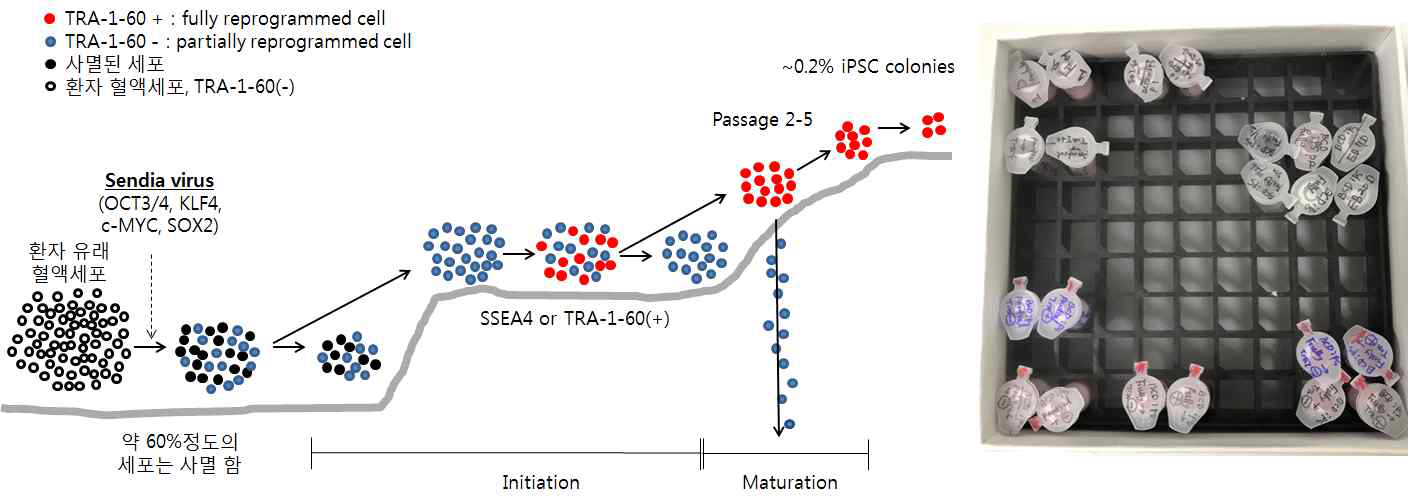 초기 역분화 과정 및 샘플링에 대한 모식도와 RNA-seq 샘플 모음