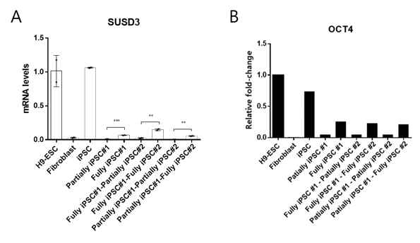 역분화 단계 별 세포에서 SUSD3 (A) 와 OCT4 (B) 발현을 qRT-PCR로 확인함