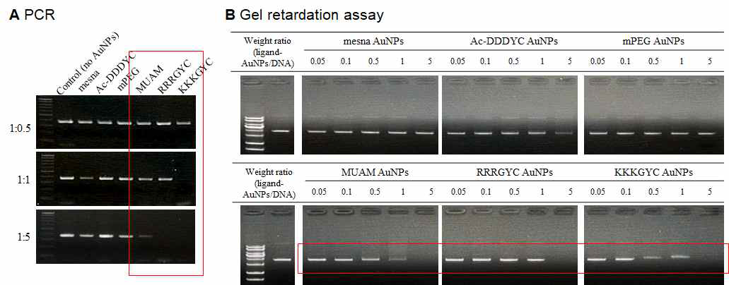 스마트 나노물질과 DNA간의 상호작용 관찰 (a) PCR inhibition, (b) Gel retardation assay