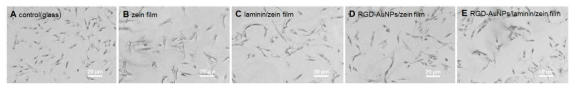 광학 현미경을 이용한 NIMP-film과 세포간의 결합 효율 분석