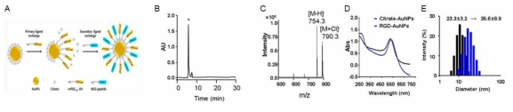 전자기파-활성 스마트 나노물질 제작 (A) RGD 펩타이드를 이용한 표면개질 전략, (B-C) RGD peptide HPLC/MS 분석, (D-E) UV/Vis 및 DLS 분석을 통한 RGD-AuNPs 표면 개질 평가