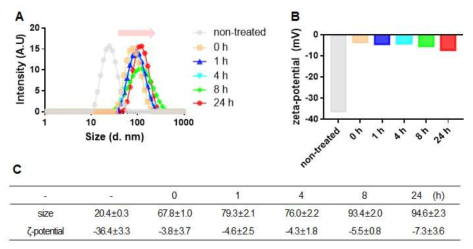 타겟세포로의 선택적인 유전자 도입을 위한 targeting 항체가 결합된 스마트 나노물질의 시간에 따른 (A-C)사이즈 및 표면전하 변화 관찰