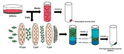 Serial extrusion 기법을 사용한 세포유래 나노베지클 제작과 ultra-centrifugation을 통한 vesicle isolation