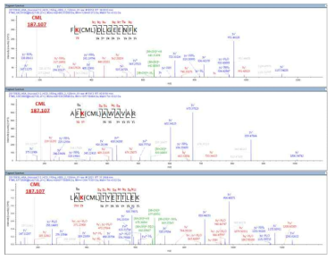 CML 당화펩타이드의 특이적인 조각이온