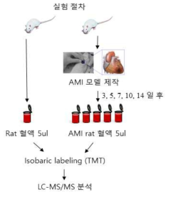 급성심근경색 모델 Rat의 혈액 내 단백질 및 당화 단백질 분석