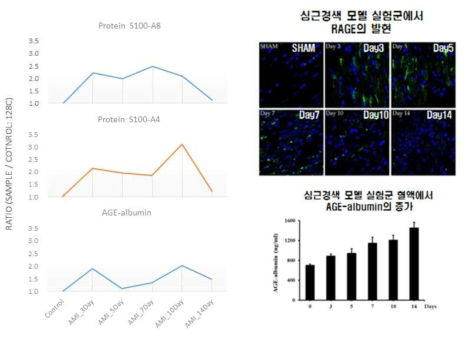 급성심근경색 모델 Rat의 RAGE 결합단백질 S100-A8, A4 및 AGE-albumin의 변화와 세포내 RAGE의 변화 및 ELISA를 이용한 혈액 내 AGE-albumin의 변화