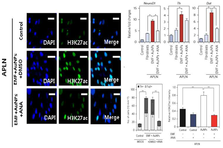 Histone acetylation 감소 약물을 통한 나노일렉트로닉스의 효과 검증