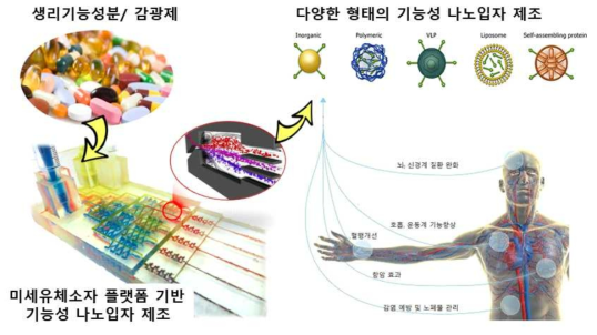 기능성 나노입자 제조 및 기능성 발현의 개념도