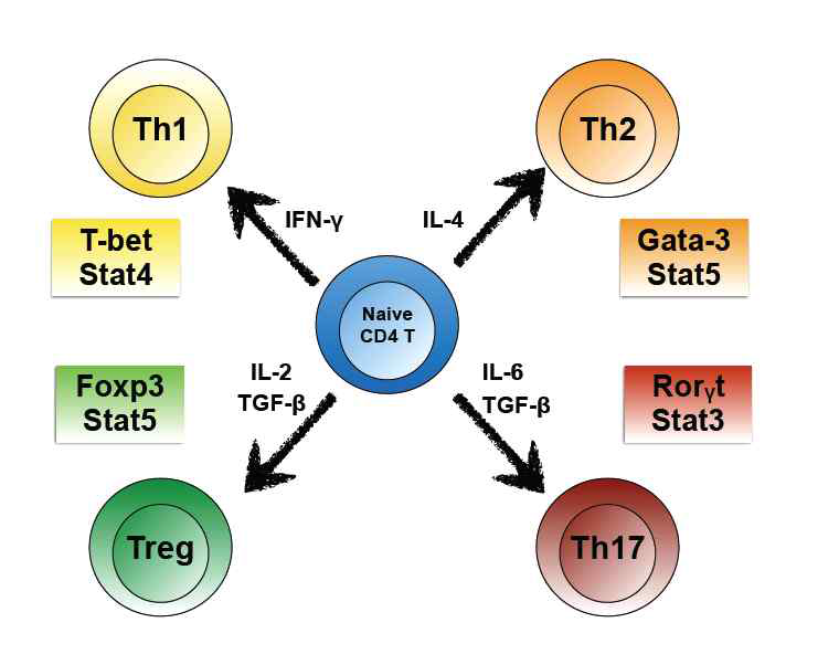 CD4+ T 림프구의 분화