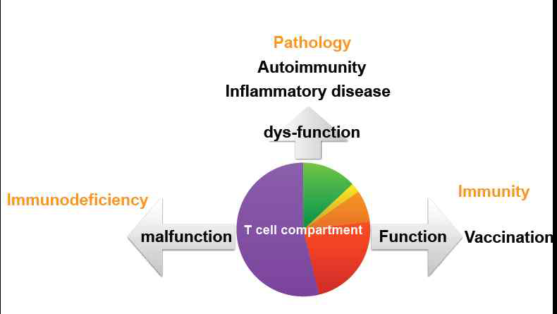 T 세포의 활성화와 염증성 면역질환과의 관련성